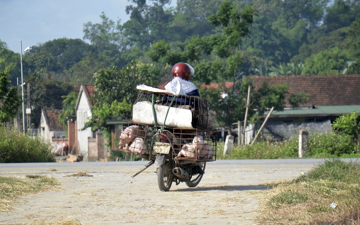 Ráo riết phòng chống dịch tả lợn châu Phi