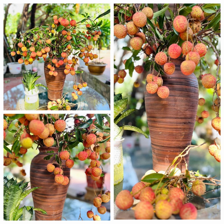 'Sốt xình xịch' trào lưu cắm cành vải thành hoa- Ảnh 1.