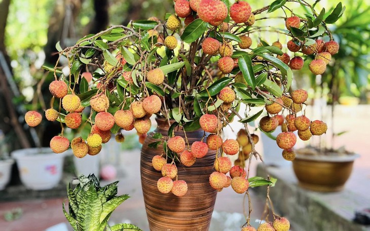 "Sốt xình xịch" trào lưu cắm cành vải thành hoa