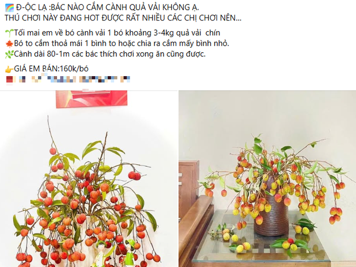 'Sốt xình xịch' trào lưu cắm cành vải thành hoa- Ảnh 2.