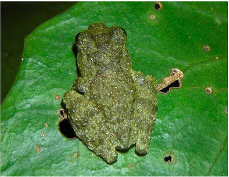 Loài ếch không chân quý hiếm ở Quảng Bình- Ảnh 1.