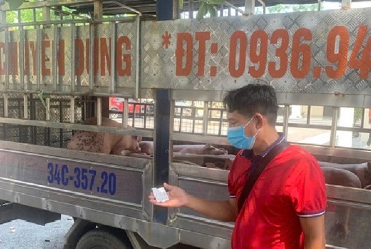 Phú Thọ: Ngăn chặn xe tải vận chuyển lợn nhiễm dịch tả lợn châu Phi đi tiêu thụ- Ảnh 2.