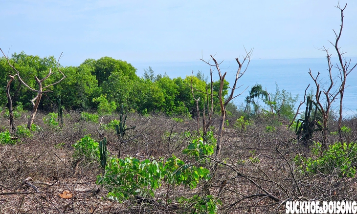 Hiện trường 2,5 ha rừng phòng hộ ven biển bị cưa hạ ở Huế- Ảnh 1.