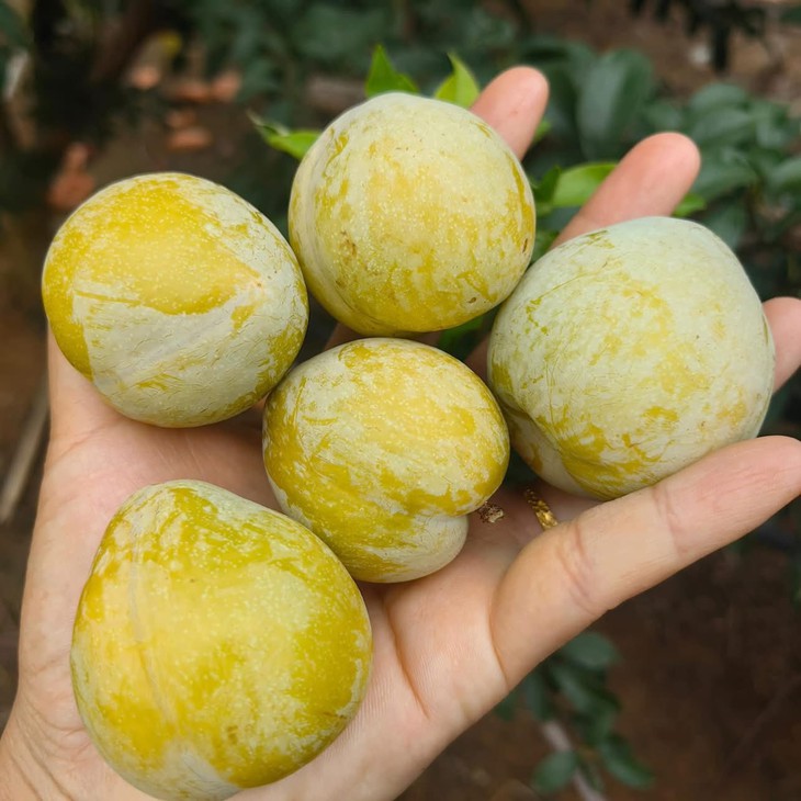 Loại quả lạ có tên mận cau giá 450.000 đồng/kg vẫn hút khách- Ảnh 1.