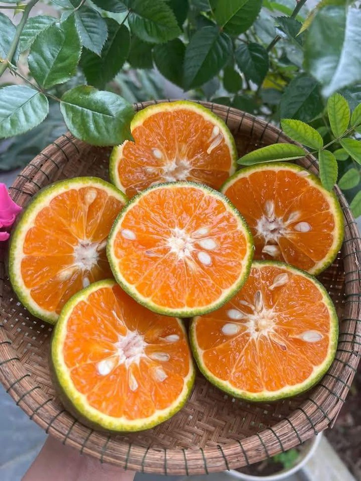 Loại quả ‘quốc dân’ giàu vitamin C bán đầy chợ Việt, giá chỉ hơn chục nghìn đồng/kg- Ảnh 10. Loại quả ‘quốc dân’ giàu vitamin C bán đầy chợ Việt, giá chỉ hơn chục nghìn đồng/kg- Ảnh 10.