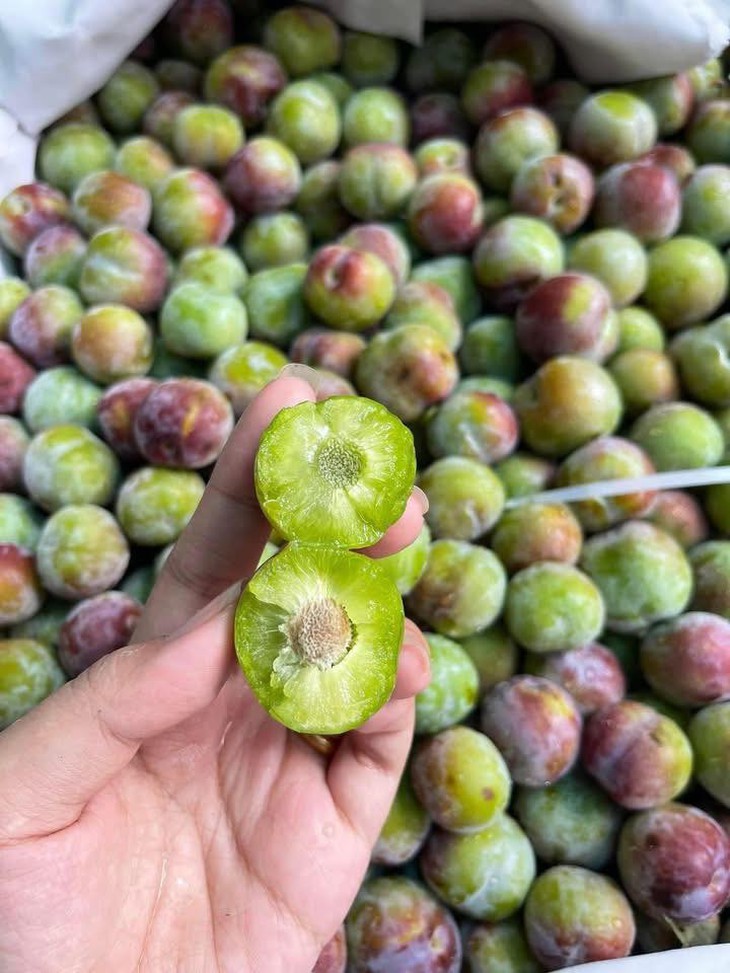Mận róc hạt gắn mác đặc sản Sa Pa bán tràn ngập thị trường- Ảnh 7.