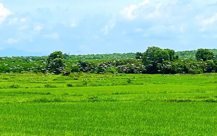 Đàn cò quý hiếm có tên trong Sách đỏ xuất hiện trên đồng ruộng ở Quảng Trị