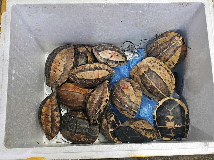 Tuyên Quang: Khởi tố đối tượng vận chuyển, mua bán 15 cá thể rùa quý hiếm- Ảnh 2. Tuyên Quang: Khởi tố đối tượng vận chuyển, mua bán 15 cá thể rùa quý hiếm- Ảnh 2.