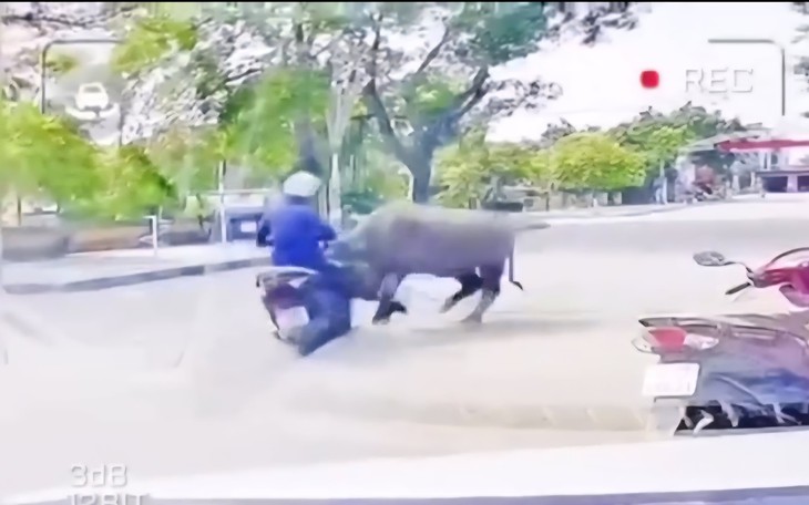 Video trâu ‘điên’ tấn công người đi đường