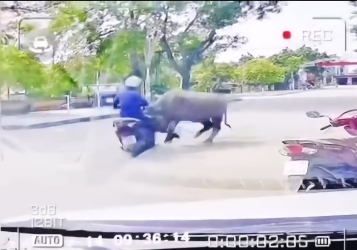 Video trâu ‘điên’ tấn công người đi đường- Ảnh 1.