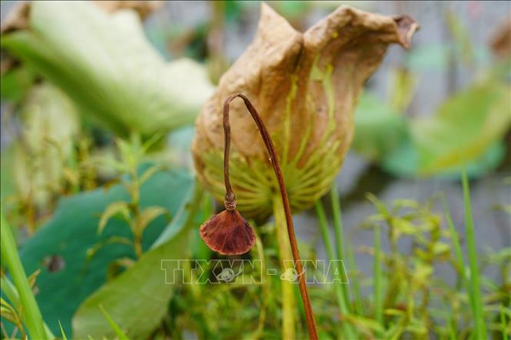 Hàng trăm hộ nông dân Quảng Trị mất trắng mùa sen- Ảnh 1. Hàng trăm hộ nông dân Quảng Trị mất trắng mùa sen- Ảnh 1.