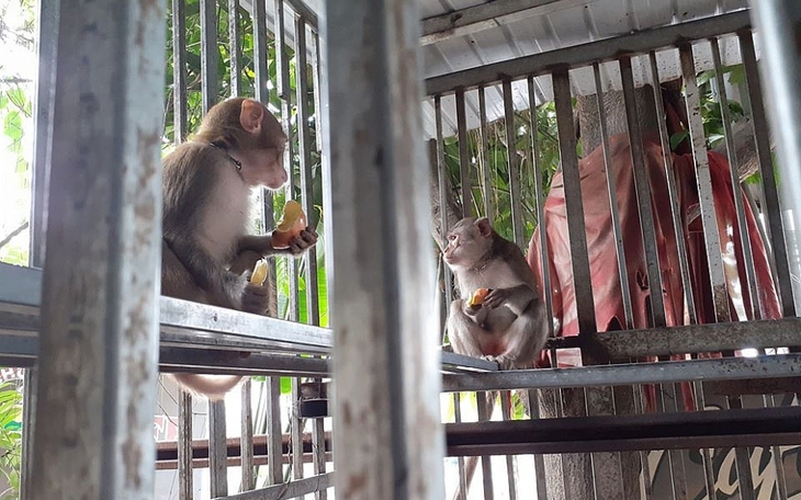 Gặp động vật hoang dã cần giải cứu, phải làm gì?