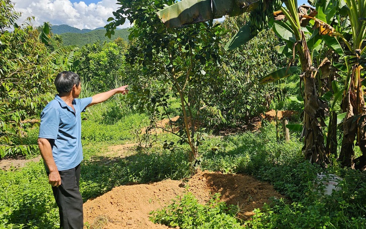 Lợn chết hàng loạt, người dân đào sẵn hố chờ tiêu huỷ thay vì bán tháo