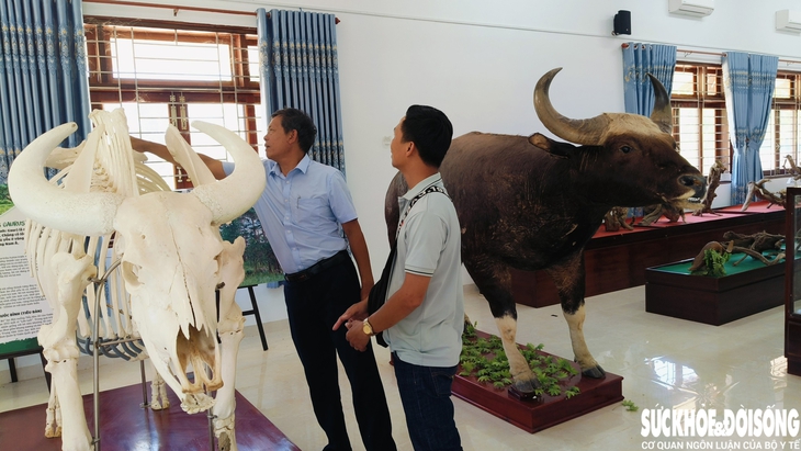 Đàn bò tót lai quý hiếm ở Vườn quốc gia Núi Chúa – Phước Bình cần chiến lược bảo tồn và phát triển- Ảnh 3. Đàn bò tót lai quý hiếm ở Vườn quốc gia Núi Chúa – Phước Bình cần chiến lược bảo tồn và phát triển- Ảnh 3.