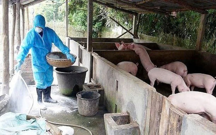 Phát hiện lợn nhiễm dịch tả lợn châu Phi sắp 'biến' thành lạp xưởng- Ảnh 2.