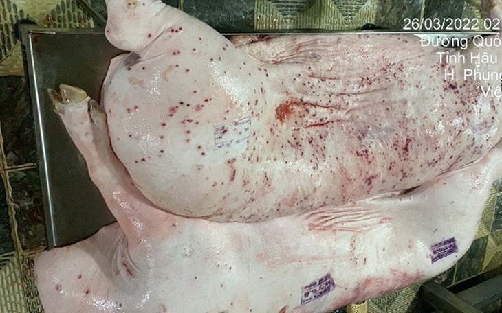 Vụ Công ty C.P. Việt Nam bị "tố" dùng lợn bệnh: Không khởi tố vụ án vì không có dấu hiệu tội phạm