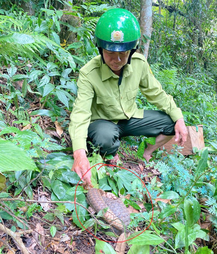 Những động vật quý hiếm nào mới được thả vào rừng Tây Nguyên?- Ảnh 2. Những động vật quý hiếm nào mới được thả vào rừng Tây Nguyên?- Ảnh 2.