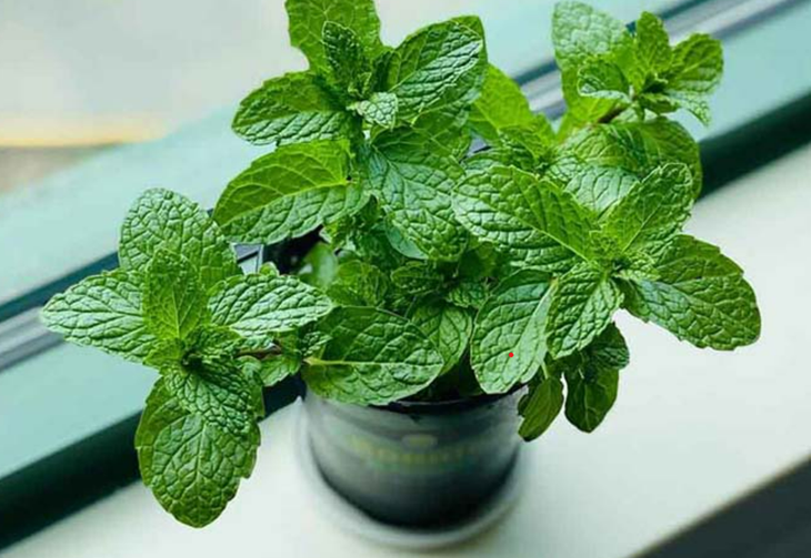 Bạc hà có tác dụng gì?- Ảnh 1.