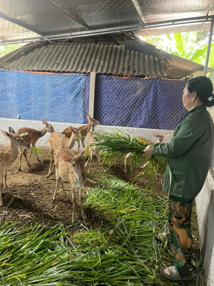 Trang trại mua nhung hươu tươi, hươu giống uy tín tại Hương Sơn - Hà Tĩnh- Ảnh 2.