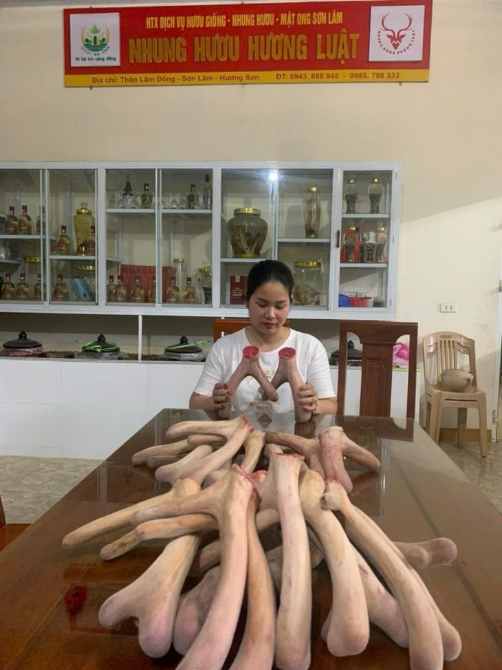 Trang trại mua nhung hươu tươi, hươu giống uy tín tại Hương Sơn - Hà Tĩnh- Ảnh 4.