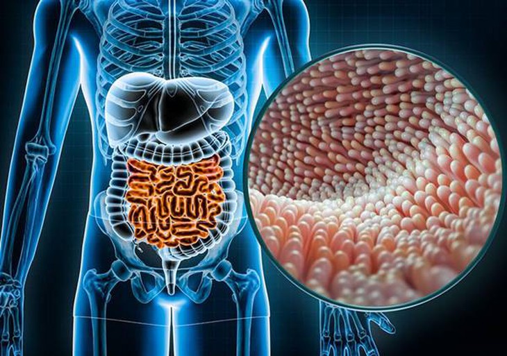 TĂNG CƯỜNG SỨC KHỎE ĐƯỜNG RUỘT – BÍ QUYẾT CHO CƠ THỂ KHỎE MẠNH