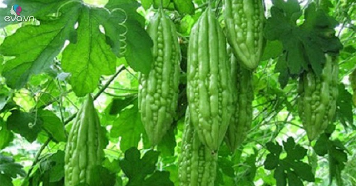 5 loại đồ uống tự làm giúp kiểm soát đường huyết cao- Ảnh 2.