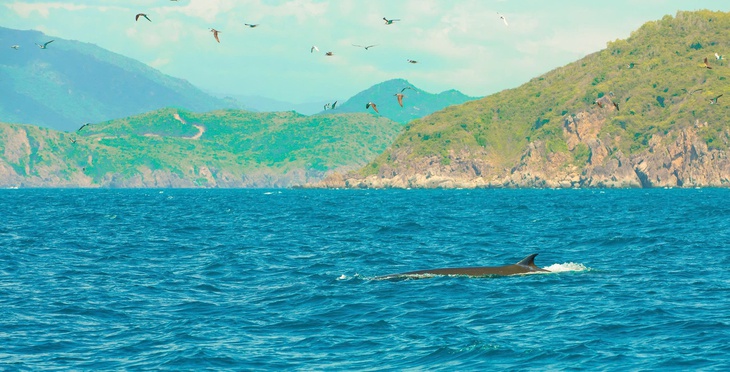 Cận cảnh loài cá voi quý hiếm săn mồi trên biển Nha Trang- Ảnh 1.