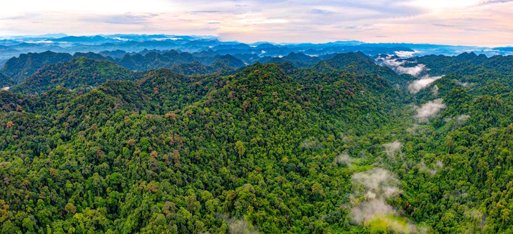 Khu rừng ‘hồi sinh’ nhiều loài động vật quý hiếm- Ảnh 1.
