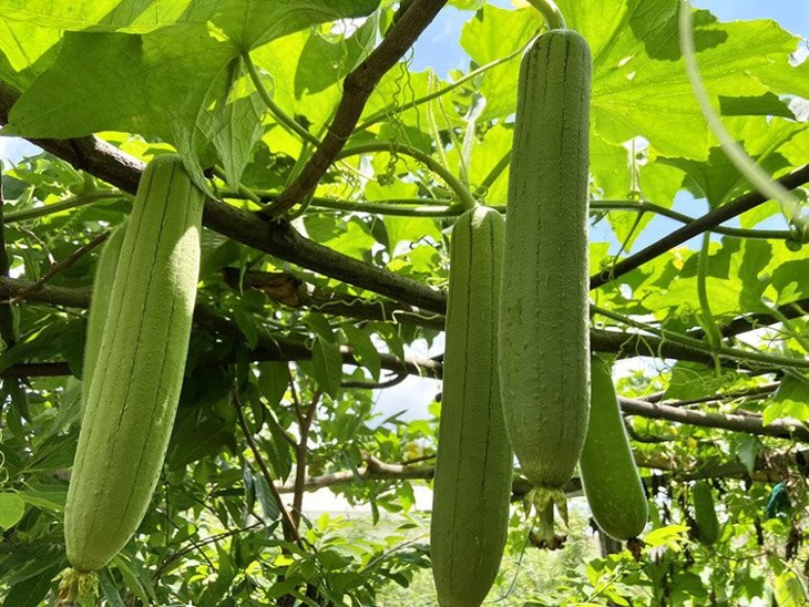 Nước giải khát bổ dưỡng từ quả mướp tươi- Ảnh 1.