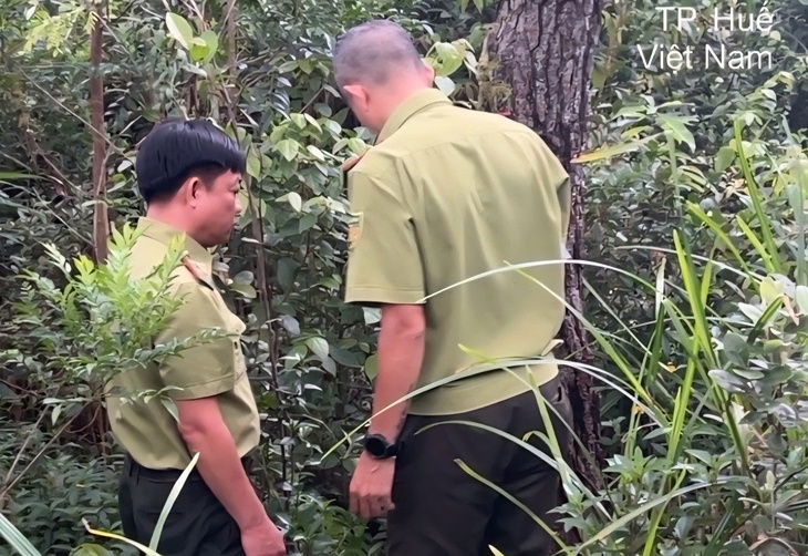 Điều tra nguyên nhân nhiều cây thông bị xâm hại bằng việc khoan lỗ, đổ hóa chất- Ảnh 2. Điều tra nguyên nhân nhiều cây thông bị xâm hại bằng việc khoan lỗ, đổ hóa chất- Ảnh 2.