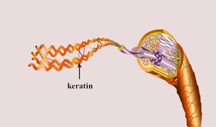 Cách bổ sung keratin từ thực phẩm để có mái tóc khỏe đẹp, bóng mượt- Ảnh 1.