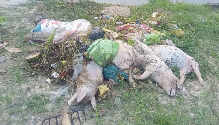 Hàng chục xác lợn chết bị vứt xuống kênh đe dọa nguồn nước và sức khỏe cộng đồng- Ảnh 3. Hàng chục xác lợn chết bị vứt xuống kênh đe dọa nguồn nước và sức khỏe cộng đồng- Ảnh 3.