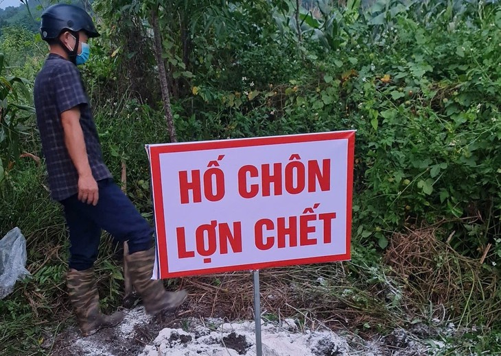Thanh Hóa: Tiêu hủy gần 7.000 con lợn bị bệnh dịch tả lợn châu Phi- Ảnh 2.