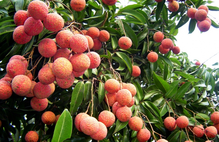 Ăn nhiều quả vải có ngộ độc không, ăn bao nhiêu để không bị nóng và tăng cân?- Ảnh 1.