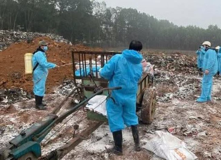Thanh Hóa: Tiêu hủy gần 7.000 con lợn bị bệnh dịch tả lợn châu Phi- Ảnh 1.