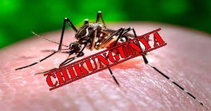 Bộ Y tế bác tin Việt Nam có ca mắc bệnh Chikungunya- Ảnh 1.