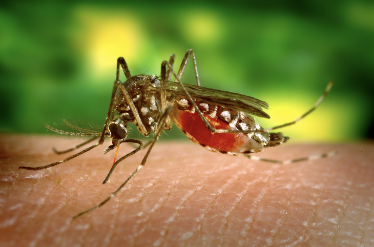 Bệnh Chikungunya do muỗi vằn truyền có biểu hiện ra sao?- Ảnh 1.