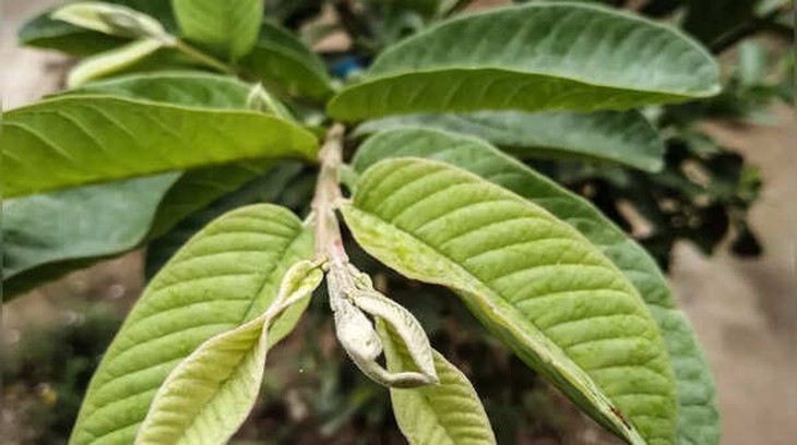 Nghiên cứu nói gì