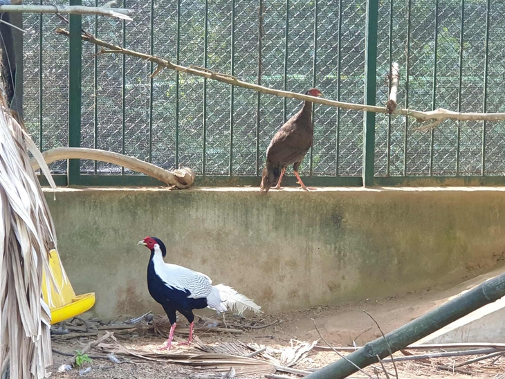 Loài gà lôi trắng quý hiếm được ghi nhận sinh sống ở những đâu của tỉnh Quảng Trị?- Ảnh 4.