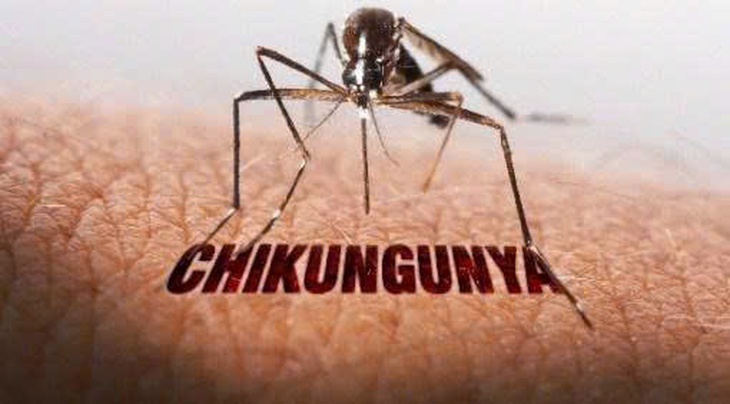 Hải Phòng lên phương án phòng, chống dịch bệnh Chikungunya- Ảnh 1.