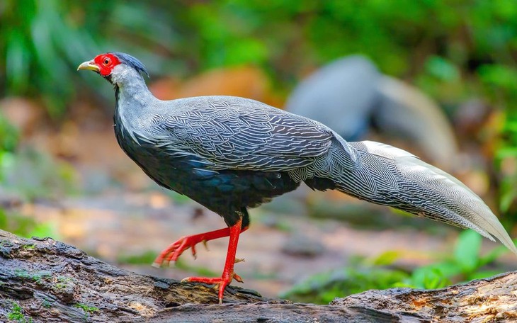 Chuyên gia bảo tồn: "Cần làm nghiêm người coi thường pháp luật vụ nuôi gà lôi trắng"