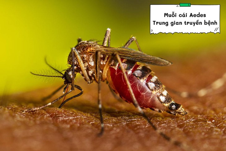Cảnh báo bệnh Chikungunya do muỗi Aedes: gây sốt cao, đau và viêm khớp- Ảnh 2.