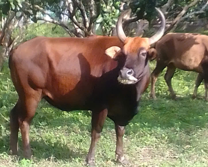 Đàn bò tót lai quý hiếm ở Khánh Hòa vẫn khỏe mạnh, hình ảnh ốm trơ xương trên mạng là từ nhiều năm trước- Ảnh 1. Đàn bò tót lai quý hiếm ở Khánh Hòa vẫn khỏe mạnh, hình ảnh ốm trơ xương trên mạng là từ nhiều năm trước- Ảnh 1.