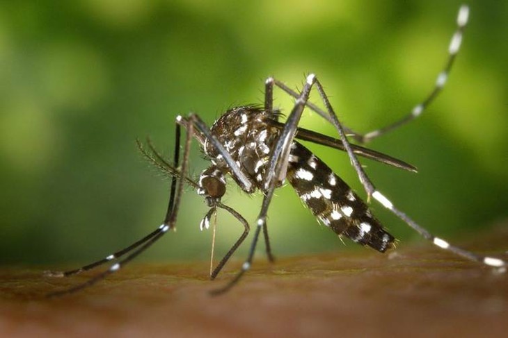 7 điều khác biệt giữa bệnh Chikungunya và sốt xuất huyết- Ảnh 1.
