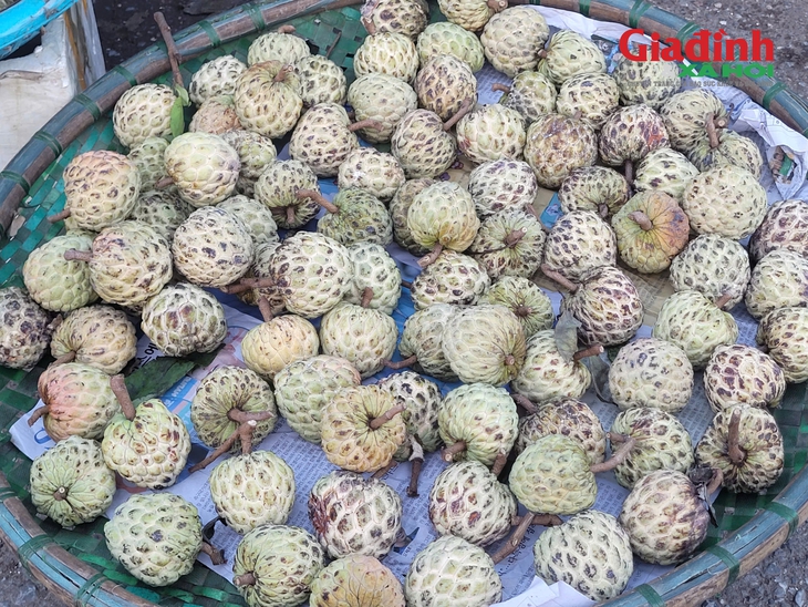 Na 'dởm' gắn mác Đồng Bành bán đầy chợ Việt, giá chỉ 20.000 đồng/kg- Ảnh 2. Na 'dởm' gắn mác Đồng Bành bán đầy chợ Việt, giá chỉ 20.000 đồng/kg- Ảnh 2.