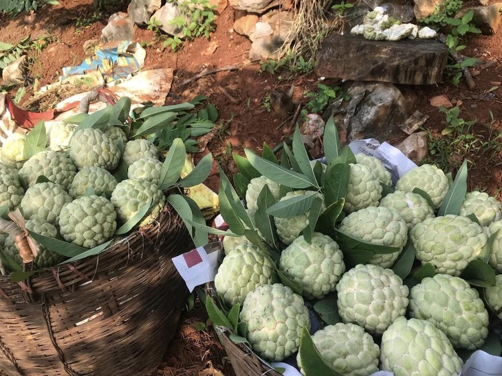 Na 'dởm' gắn mác Đồng Bành bán đầy chợ Việt, giá chỉ 20.000 đồng/kg- Ảnh 3. Na 'dởm' gắn mác Đồng Bành bán đầy chợ Việt, giá chỉ 20.000 đồng/kg- Ảnh 3.