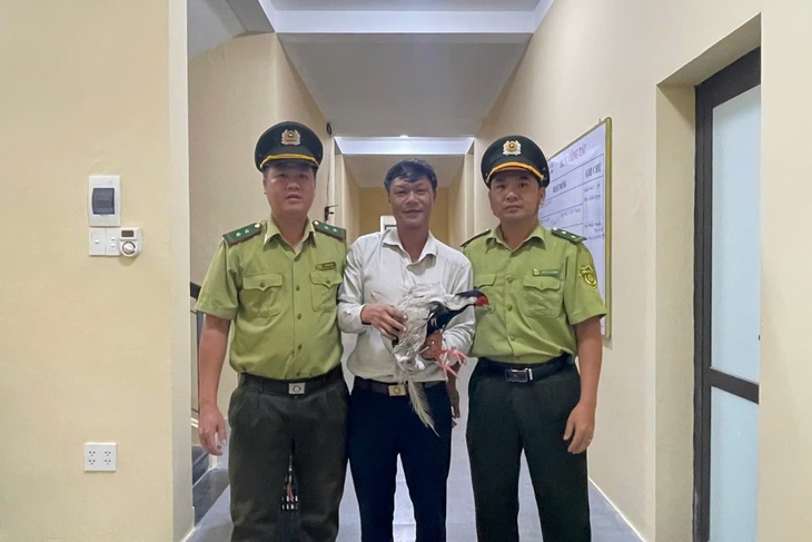 Phát hiện gà lôi trắng quý hiếm bay vào quán nước, người đàn ông giao nộp cho phường- Ảnh 3. Phát hiện gà lôi trắng quý hiếm bay vào quán nước, người đàn ông giao nộp cho phường- Ảnh 3.