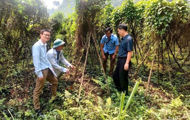 Hợp tác xã vườn giống dược liệu ở Yên Bái: Chuẩn hóa giống, mở rộng vùng trồng bền vững- Ảnh 1.