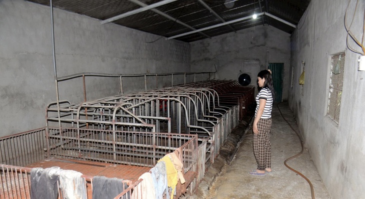 Dịch tả lợn Châu Phi phức tạp, Nghệ An chỉ cho tái đàn khi có xác nhận thú y- Ảnh 1.