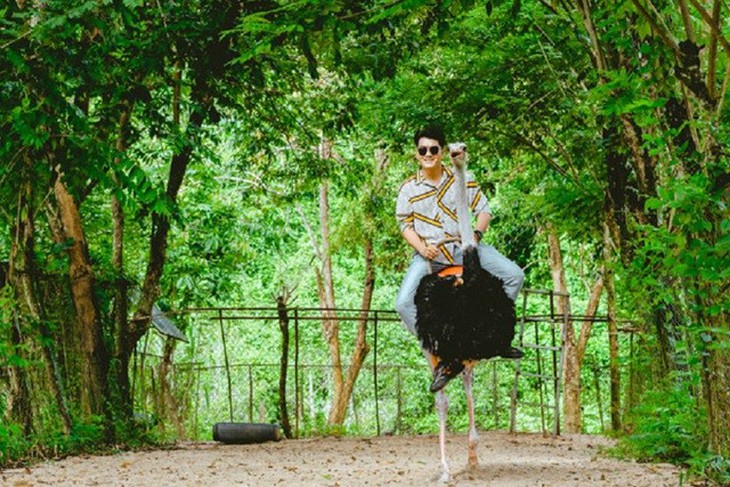 Đến Khánh Hòa trải nghiệm cưỡi chim đà điểu, xem đua heo, ôm cá sấu- Ảnh 3.